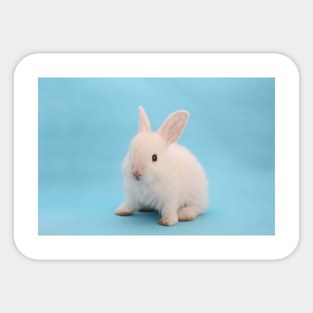 baby bunny Sticker by kawaii_shop